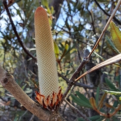 Banksia penicillata