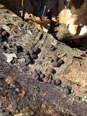 Annulohypoxylon thouarsianum