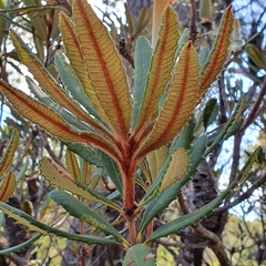 Banksia penicillata