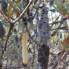 Banksia penicillata