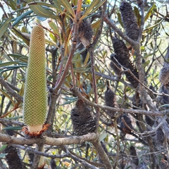 Banksia penicillata