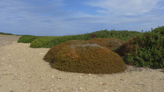 Sarcopoterium spinosum
