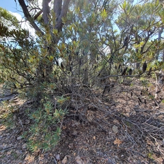 Banksia penicillata