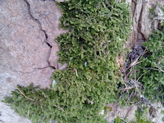Porella platyphylla