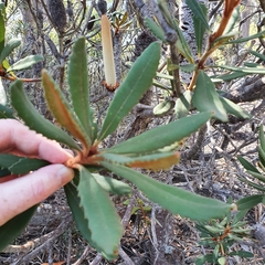 Banksia penicillata