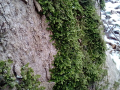Porella platyphylla