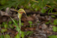 Pterostylis abrupta
