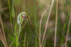 Pterostylis abrupta