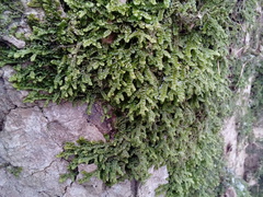 Porella platyphylla