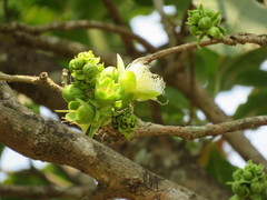 Careya arborea