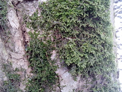 Porella platyphylla
