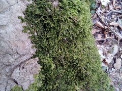 Porella platyphylla