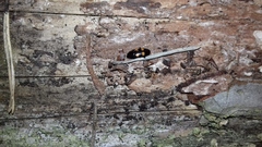 Glischrochilus quadripunctatus