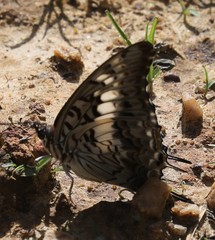 Charaxes achaemenes