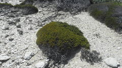 Erica manipuliflora