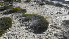 Erica manipuliflora