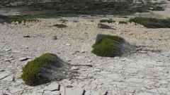 Erica manipuliflora