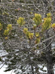 Pinus uncinata