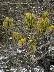 Pinus uncinata