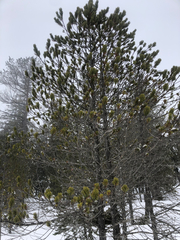 Pinus uncinata