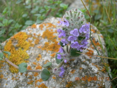 Ziziphora puschkinii