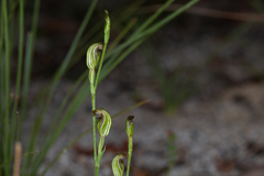 Pterostylis antennifera