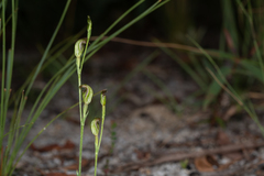 Pterostylis antennifera