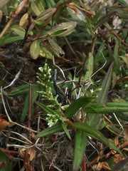 Persicaria subsessilis