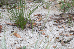 Pterostylis antennifera