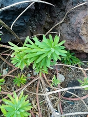 Euphorbia azorica