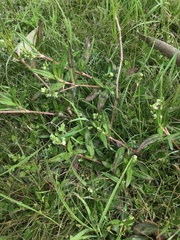 Persicaria subsessilis
