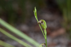 Pterostylis antennifera