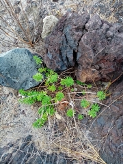 Euphorbia azorica