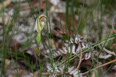 Pterostylis abrupta