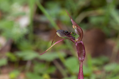 Chiloglottis anaticeps