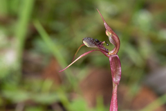 Chiloglottis anaticeps