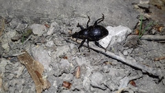 Liparus glabrirostris