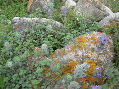 Ziziphora puschkinii