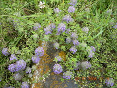 Ziziphora puschkinii