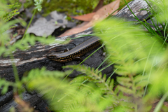 Eulamprus kosciuskoi