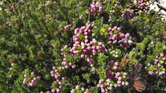 Erica manipuliflora