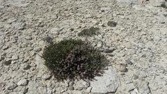 Erica manipuliflora