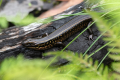 Eulamprus kosciuskoi