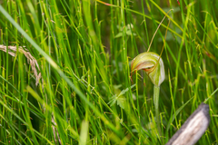 Pterostylis abrupta