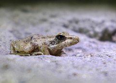 Ptychadena anchietae