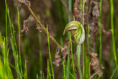 Pterostylis abrupta
