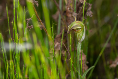 Pterostylis abrupta