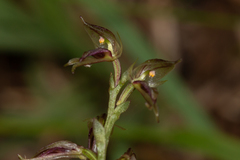 Acianthus cuneatus