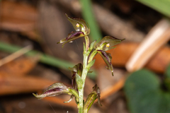 Acianthus cuneatus