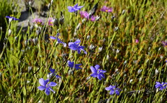 Aristea palustris